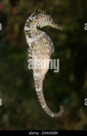 Long-Snouted Seahorse - Hippocampus guttulatus Stock Photo