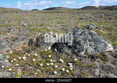 Arctic Tundra with Bog Labrador Tea Rhododendron groenlandicum flowering in foreground Stock Photo