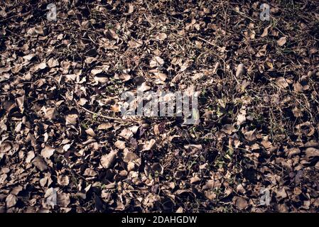 Dry leaves lying down on ground as a background Stock Photo