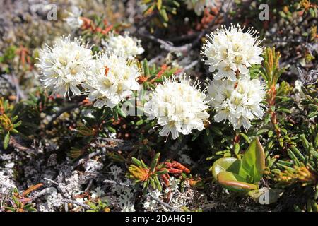 Labrador Tea- Ledum groenlandicum Stock Photo - Alamy