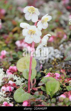 Large-flowered Wintergreen Pyrola grandiflora Denali National Park ...