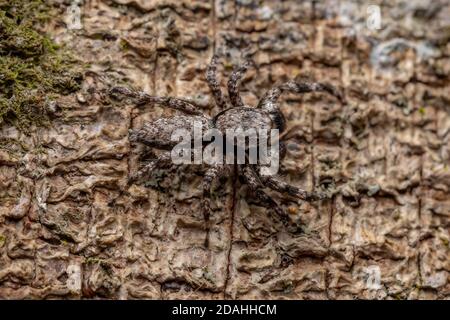 adult male jumping spider of the species Platycryptus magnus on a tree trunk Stock Photo