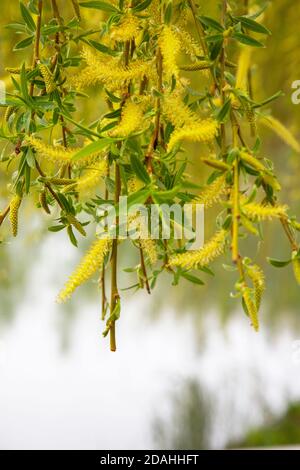 Willow by the water with a reflection. Flowering willow in early spring. Yellow stamens and you on the branches. Stock Photo