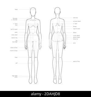 Body size chart Stock Vector Images - Page 3 - Alamy