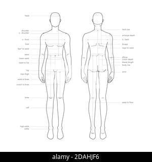Body Parts Diagram Male : Male Body Organs Images Stock Photos Vectors