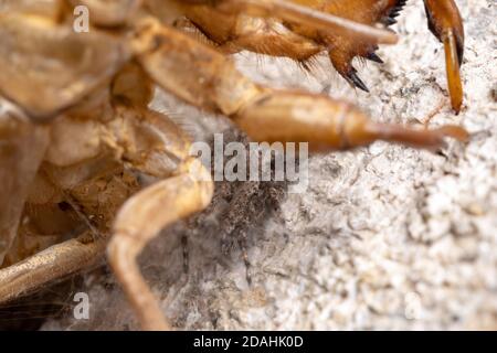 adult male jumping spider of the species Platycryptus magnus below a cicada exuvia Stock Photo