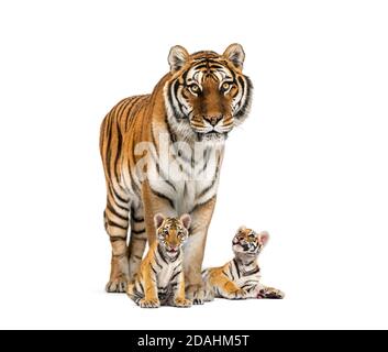 Tigers Mom Child Tiger Cub Isolated Stock Illustration 1582979809