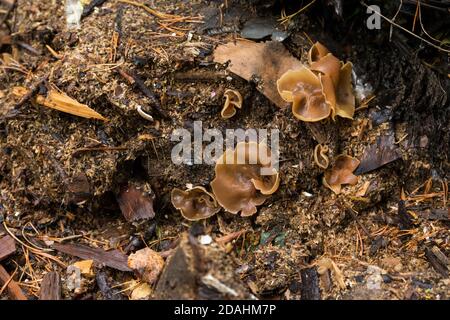 Palomino cup (Peziza repanda) Stock Photo