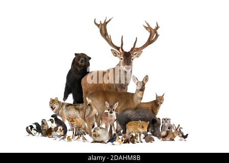 Large group of european animals, red deer, red fox, bird, rodent, wild boar, isolated Stock Photo
