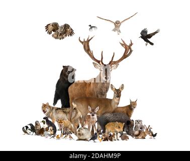 Large group of european animals, red deer, red fox, bird, rodent, wild boar, isolated Stock Photo