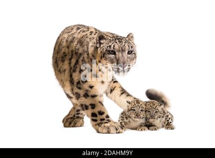 Snow leopard with her cubs, Panthera uncia Stock Photo
