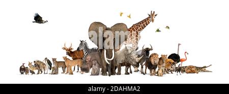 Large group of African fauna, safari wildlife animals together, in a row, isolated Stock Photo