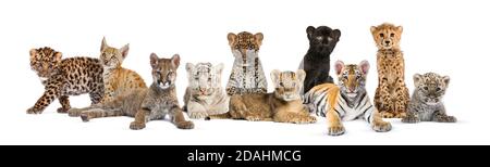 Large group of many wild cats cub together in a row Stock Photo