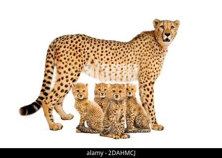 three months old cheetah cub sitting next they mother, isolated Stock Photo