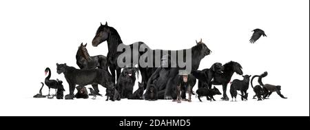Group of black animals, pets end wilds, isolated on white Stock Photo