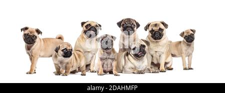 Group of pugs young and adult in a row, isolated on white Stock Photo