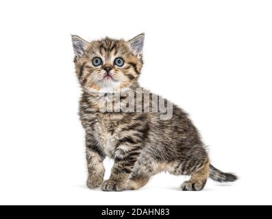 Cute Kitten British Shorthair, isolated on white Stock Photo