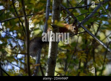 A wild squirrel in the forest is disguised among the branches. Stock Photo