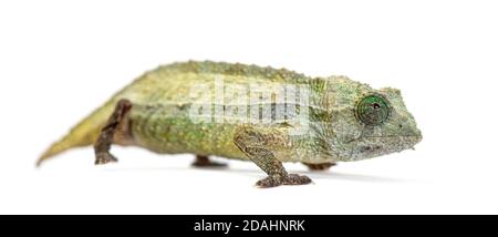 Side view of a Bearded leaf chameleon isolated on white Stock Photo