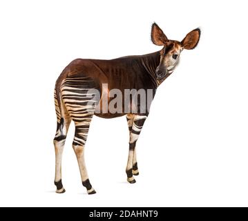 Okapi, Okapia johnstoni, isolated on white Stock Photo