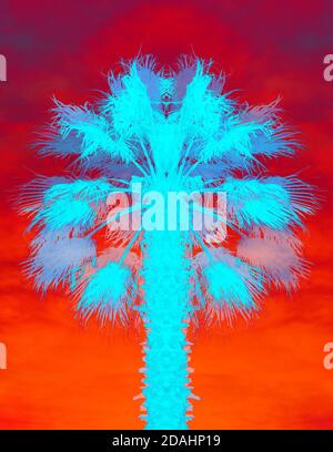 Retro illustration of the bright color of a palm tree Stock Photo