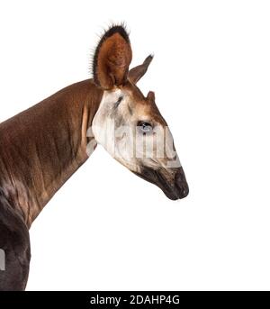 Okapi, Okapia johnstoni, isolated on white Stock Photo