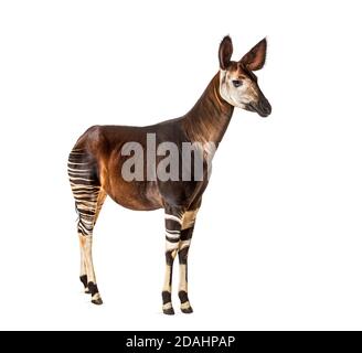 Okapi, Okapia johnstoni, isolated on white Stock Photo
