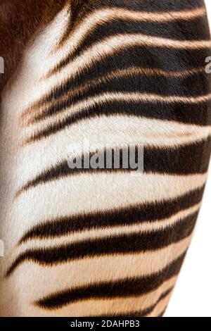 Okapi, Okapia johnstoni, isolated on white Stock Photo