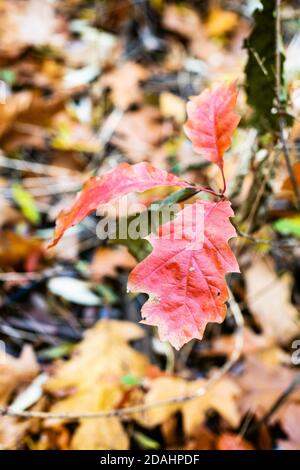 wild oak sprout with red leaves close up on meadow with blurred background in forest on autumn day (focus of the leaf on foreground) Stock Photo