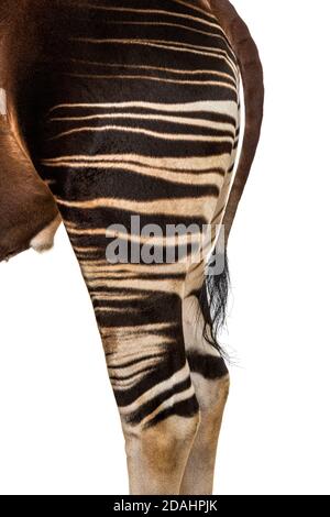 Okapi, Okapia johnstoni, isolated on white Stock Photo