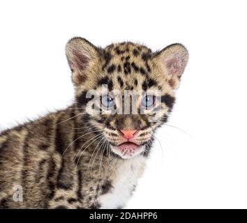 Clouded leopard cub, two months old, Neofelis nebulosa, isolated on white Stock Photo