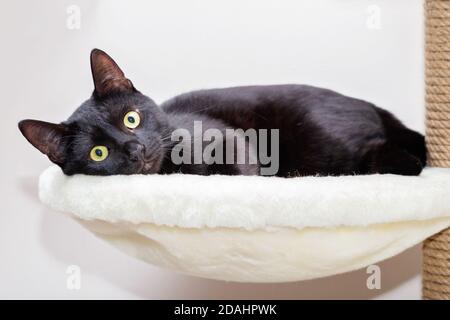 A black cat with a shiny coat is lying on a special play complex for cats in the apartment. Stock Photo