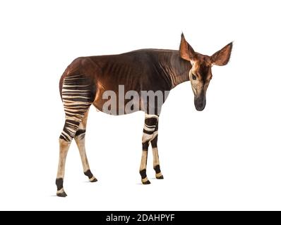 Okapi, Okapia johnstoni, isolated on white Stock Photo