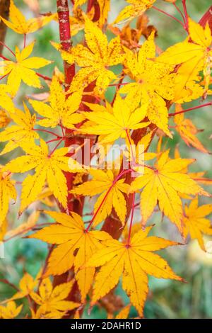 Yellow leaves on a branch of a Japanese maple in autumn, yellow foliage with red stem, Acer japonicum, Acer palmatum Sango Kaku or  Senkaki. France. Stock Photo