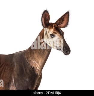 Okapi, Okapia johnstoni, isolated on white Stock Photo
