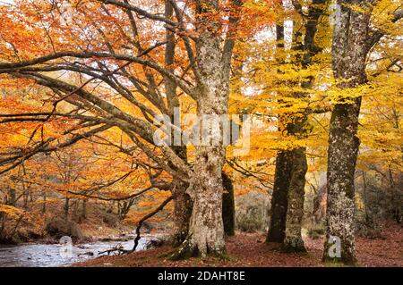 Beech forest in autumn near the town of Montejo de la Sierra in Spain. It is the southernmost beech forest in Europe. Stock Photo