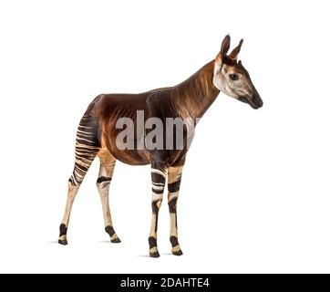 Okapi, Okapia johnstoni, isolated on white Stock Photo