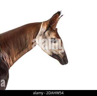 Okapi, Okapia johnstoni, isolated on white Stock Photo