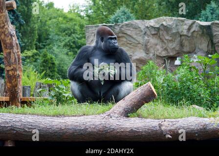 male black big gorilla holding a branch in its claws Stock Photo