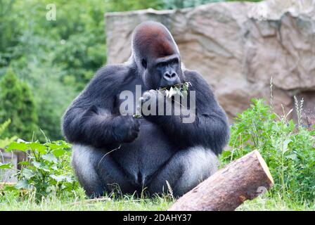 male black big gorilla chewing branch Stock Photo