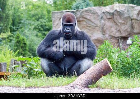 male black big gorilla sitting on the grass Stock Photo