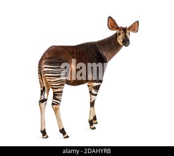 Okapi, Okapia johnstoni, isolated on white Stock Photo