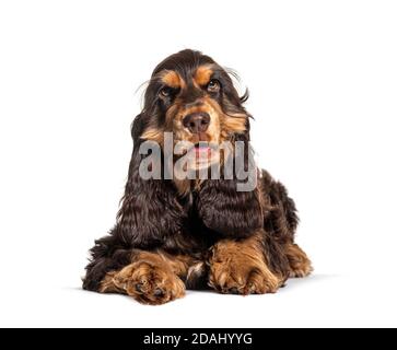 Lying Brown English cocker spaniel dog isolated on white Stock Photo