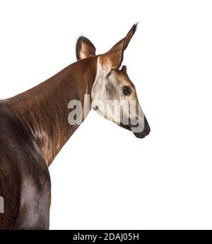 Okapi, Okapia johnstoni, isolated on white Stock Photo
