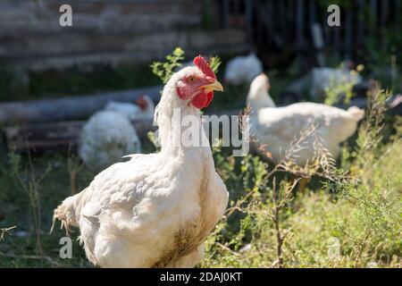 White chicken stands on a rural street in the countryside, against the background of the wooden shed and grazing hens. Stock Photo