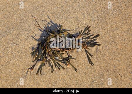 A piece of seaweed on the beach at Duckpool beach in Cornwall Stock Photo