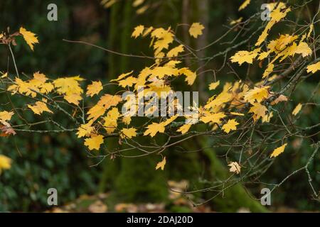 autumnal leaves about to fall from maple tree Stock Photo