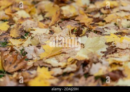 fallen autumn leaves on the ground Stock Photo