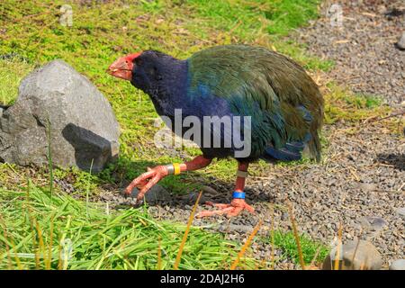 A takahe, an endangered flightless bird found only in New Zealand with beautiful blue and green plumage Stock Photo