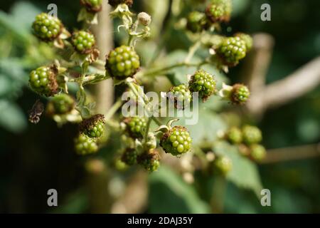 Green fresh blackberries hanging on a bush Stock Photo